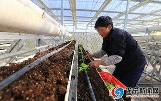 智慧農(nóng)業(yè)新模式 基地+協(xié)會(huì)+農(nóng)戶(hù)協(xié)同發(fā)力，工廠(chǎng)育苗與土地整理齊頭并進(jìn)