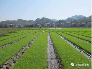 哪些農村土地可作為休閑農業用地 農業土地整理服務視角