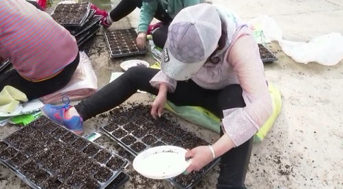 好測網 蔬菜工廠化育苗，助推農業轉型升級與土地整理服務