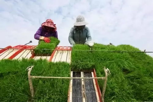未來農村這三個行業將迎來大發展，被國家重點扶持 農業土地整理服務